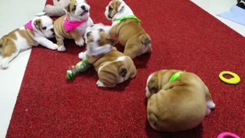Baby Bully Fight Club, Part 1