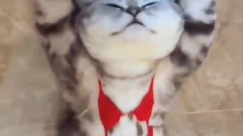 React cute cats 🐈 #cute #cat #reaction #funny #shorts