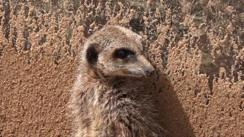 Dartmoor Zoo. Home of I bought a Zoo Sparkwell Plymouth Devon England Meerkats