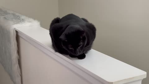Adopting a Cat from a Shelter Vlog - Cute Precious Piper Dreams of a Loaf Olympics