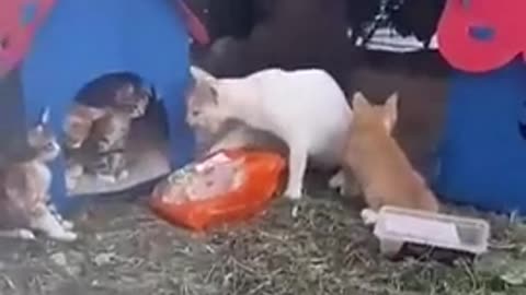 Mom cat stole chicken from the market for her babies