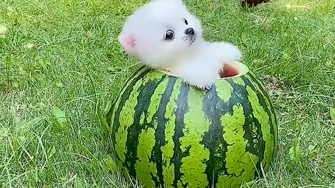 The little teacup dog plays a tumbler in the watermelon