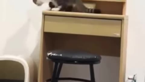 Viral funny cat 🐈😂🤣🤣 #funnycat #catfunny #catvideo