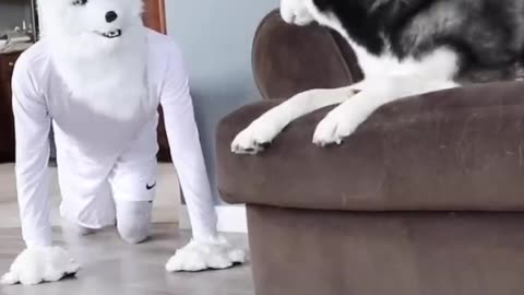 Husky Pranked By Wolf Mask