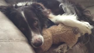 Dog Naps On Couch Snuggling With His Teddy Best Friend
