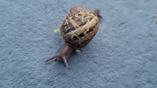 Snail In North Wales