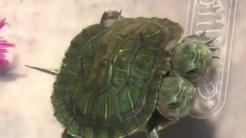 Oh, my God. Is this for real? This turtle has two heads?
