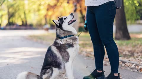 Top 5 Facts About Owning Siberian Husky