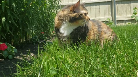 Grass Munching Feline