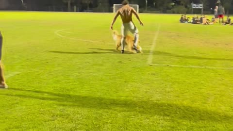 Golden Retriever Pup Plays Soccer With Human Brother