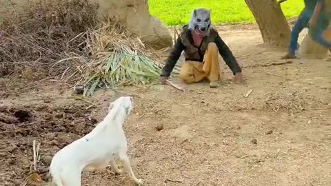 Frank with dog animal funny video