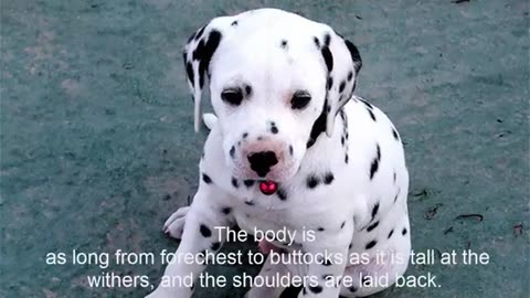 Dalmatian Dog Breed - Things to Know