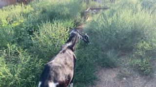 Goats Eating Ragweed 08.2022