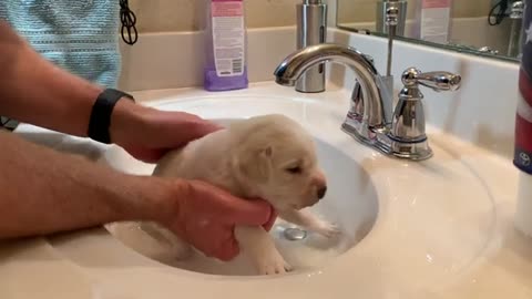 Lovely Lab Puppy Lucy has her FIRST Bath!