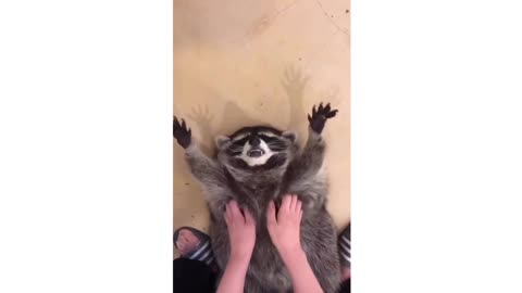 Racoon funny moment 🤣🤣🤣