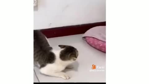 Cat play with monkey, how to pay monkey and cat