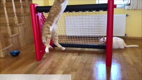 Goalkeeper Cat ready for the new season!! Impossible saves in Slow Motion!!