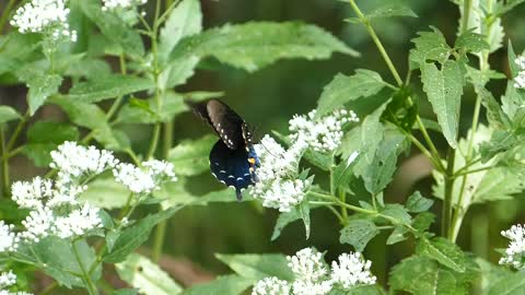 Butterfly Flapping Wings Insect Bug Animal 🤩🤩