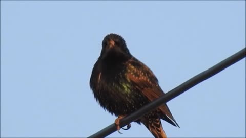 A Birds Feathers Shining in the Sun And another Group Huddled Together