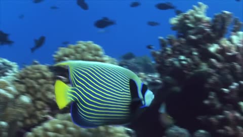 Pretty Fish Swimming Underwater [Free Stock Video Footage Clips]