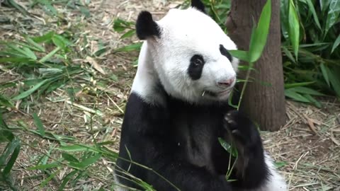 Amazing Facts about GIANT PANDAS