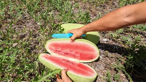 Homegrown Watermelon on Florida Homestead!
