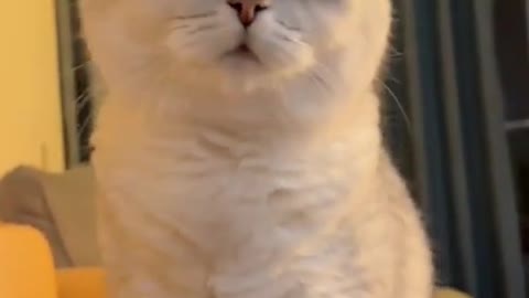 Cat meme & kitten - funny meow baby cute compilation [cat-cash home] #short-(1080p)