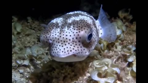 Awww cute Pufferfish