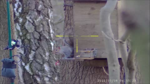 Grey Squirrel Shooting 3 days 3 locations