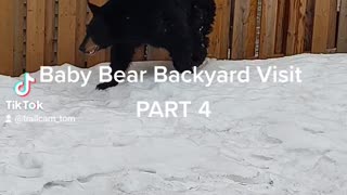 BABY BEAR BACKYARD VISIT