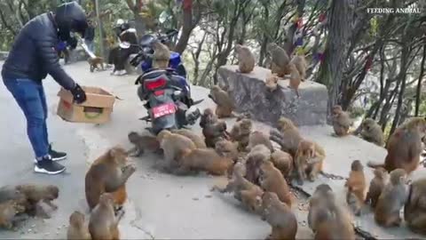 monkey love peanuts || feeding one box peanuts to hungry monkey || feeding monkey