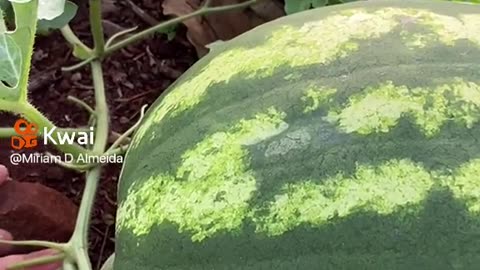 Look there people beautiful watermelon foot