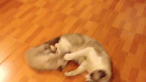 Cat having fun with a kitten