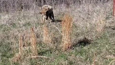 Coyote is Seriously Stuck in the Fence