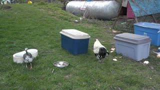 Guinea Fowl will not let Rooster eat.