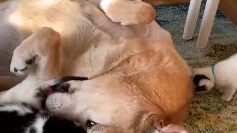 This Pup Is In Love With His Blind Foster Kittens - The Dodo #dog