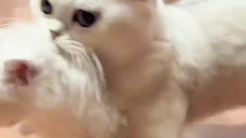 Cute little cat catching little kitten in his mouth