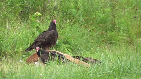 134 Toussaint Wildlife - Oak Harbor Ohio - Friends Invited To Dinner