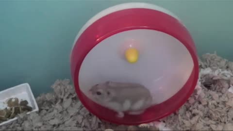 Hamster Care Guide in under a minute!