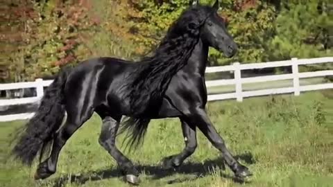 WORLD FAMOUS FRIESIAN STALLION