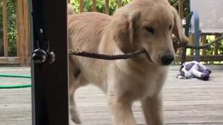Frustrated puppy can't bring stick into home