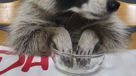 ASMR of a raccoon eating an apple