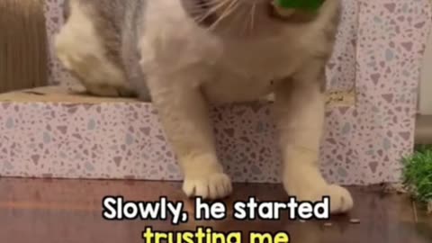 Watch this rescue cat change with love!