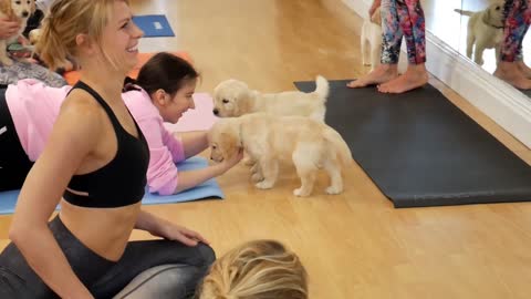 Puppy Yoga Classes | Pets Yoga London | Labrador Retrievers Puppies | Dog lovers | Labrodor |