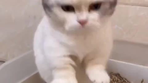 Funny Cat videos