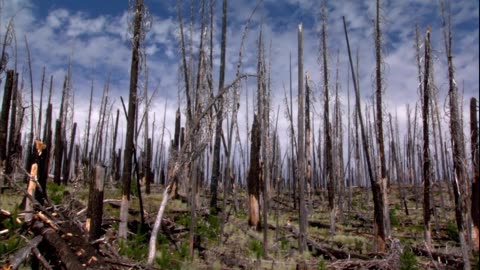 NASA | Teams with Forest Service to Tally America’s Oldest Trees