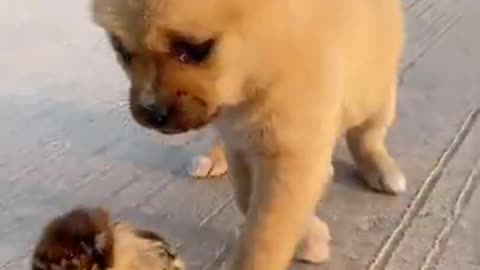 Funny baby animals videos - 23