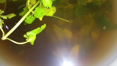 FRESH CILANTRO AFTER OZONE STERILIZATION to >800 ORP For 5 MINUTES