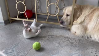 Golden Retriever and Baby Kitten are playing with a ball
