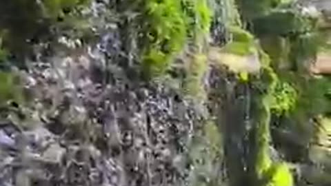 Running water in woods